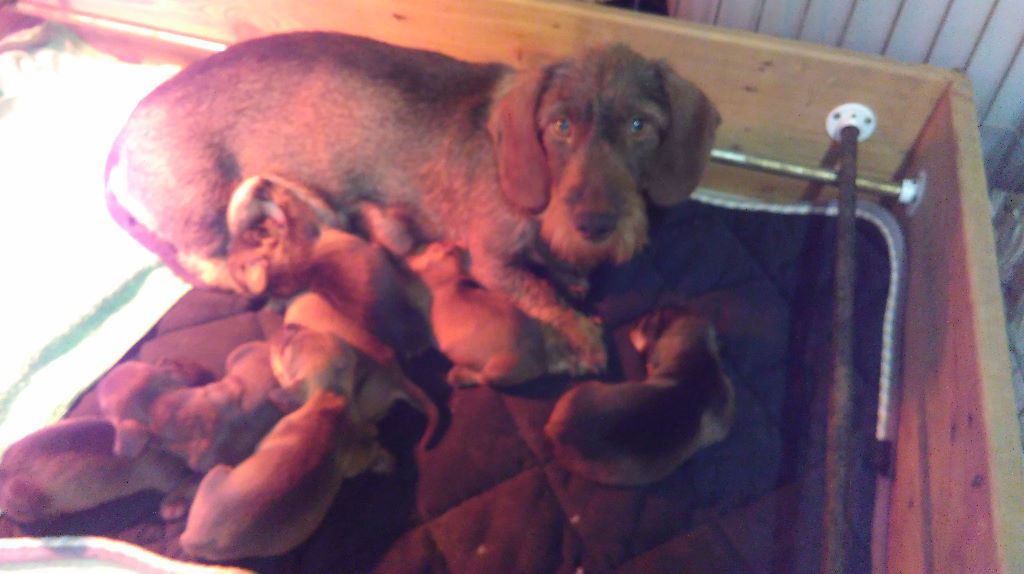Chiots Lutèce