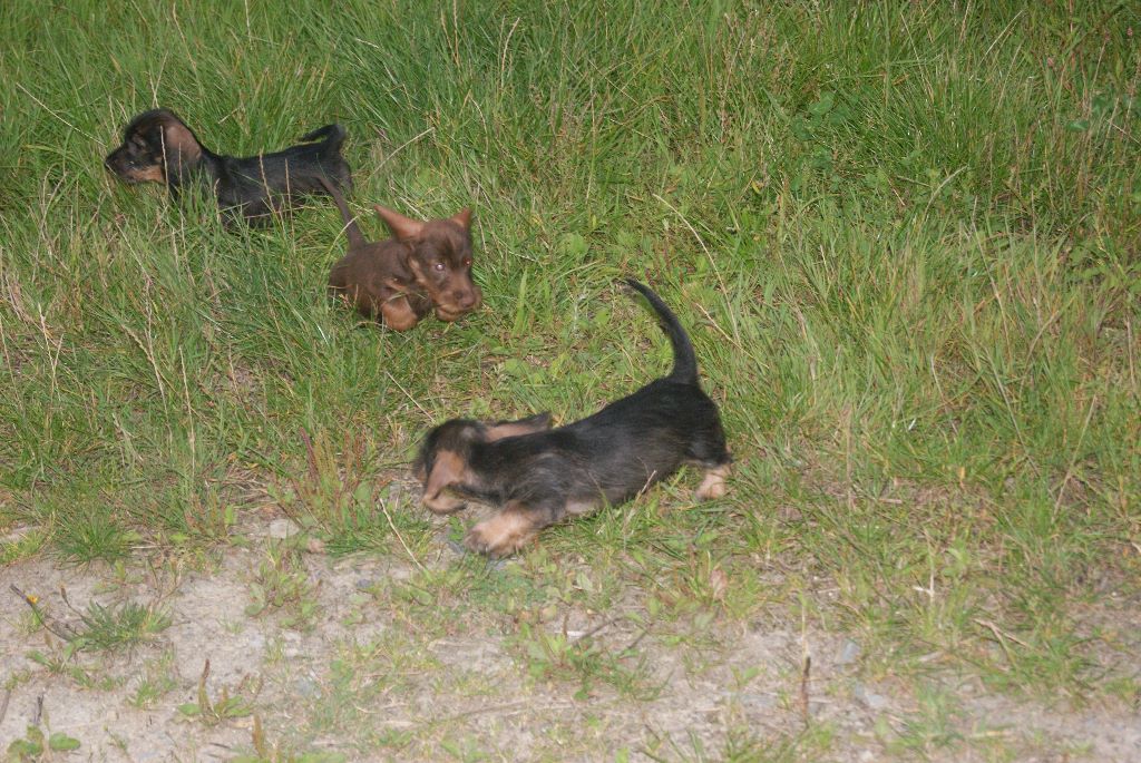 Chiots 2 mois