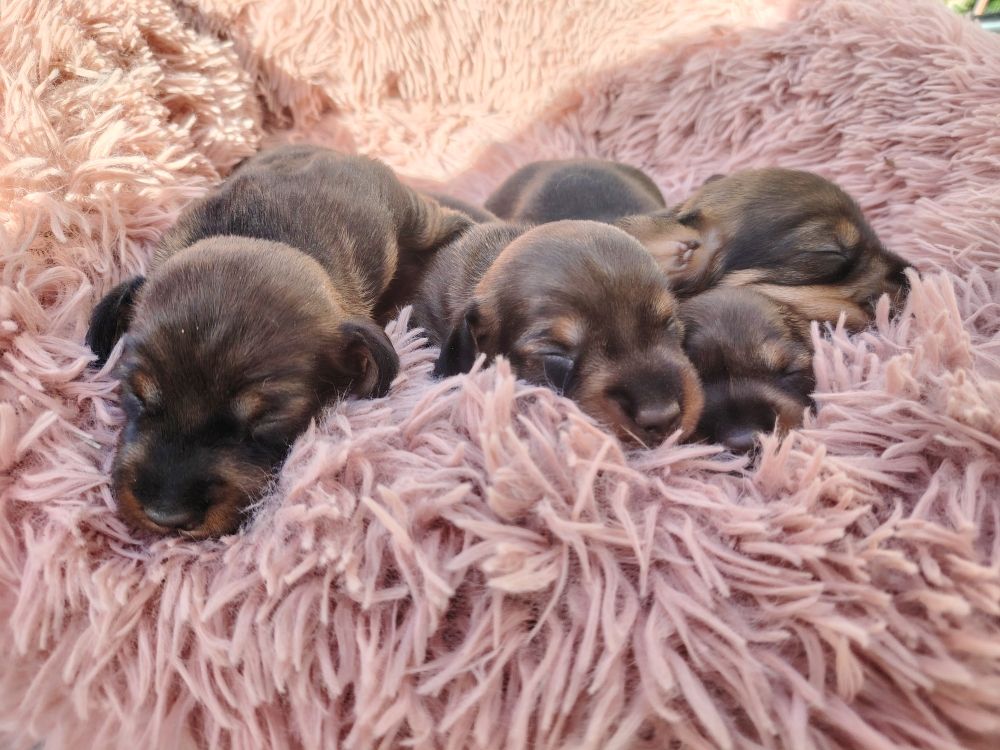 De Saint Martin - Chiots disponibles - Teckel poil dur