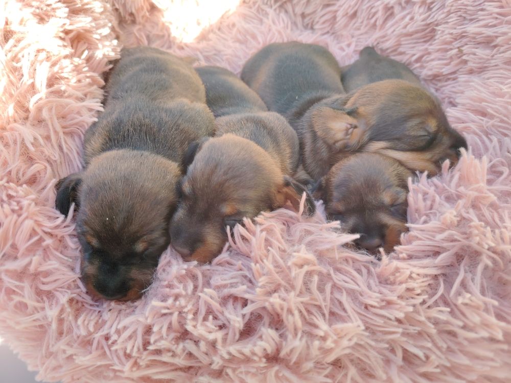 De Saint Martin - Chiots disponibles - Teckel poil dur