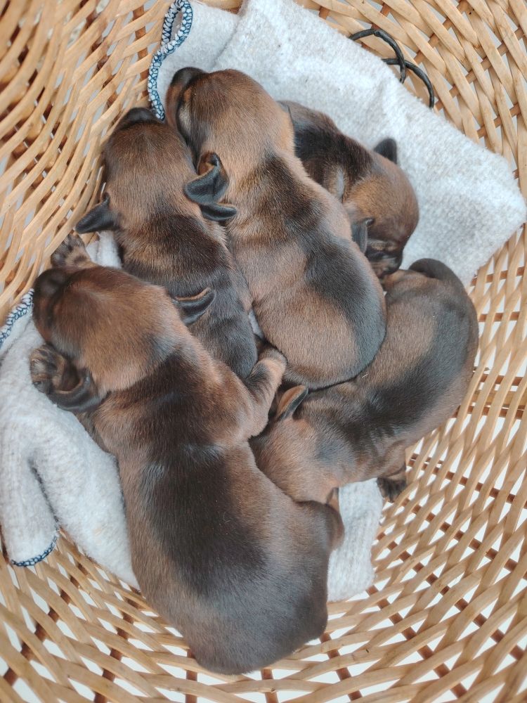 Chiot Teckel poil dur De Saint Martin