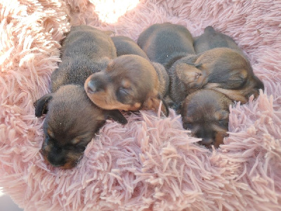 CHIOT 5