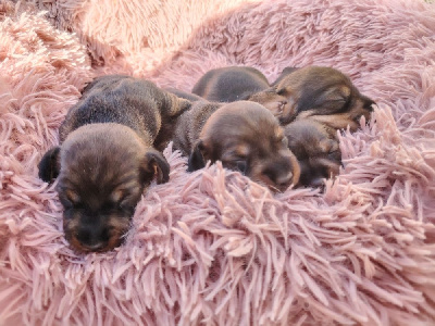 CHIOT 4