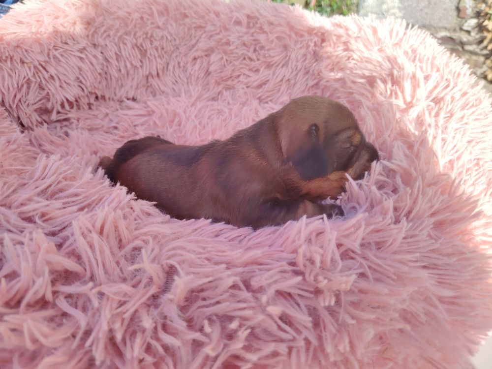 De Saint Martin - Chiots disponibles - Teckel poil dur