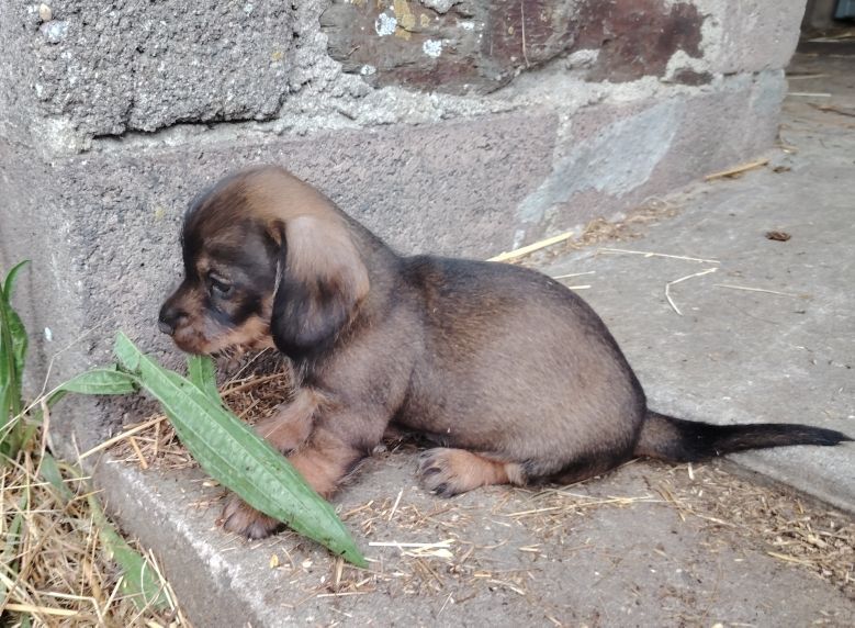 De Saint Martin - Chiots disponibles - Teckel poil dur